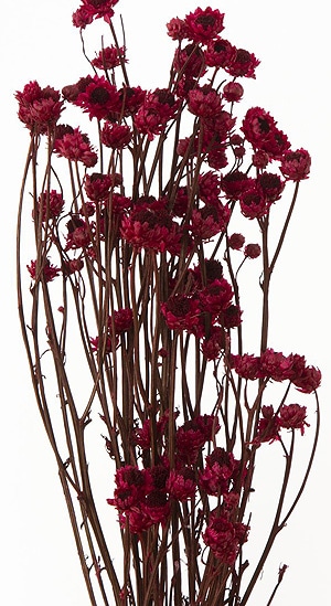 ��������. �����ӥ塼�� �磻���åɡ�