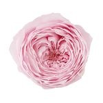 �������� ���������Ƥޤ�(8) ���㡼�٥åȥԥ�