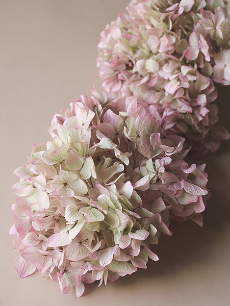 �������� ��ᥢ���������إå� ���쥬�Υԥ󥯡�