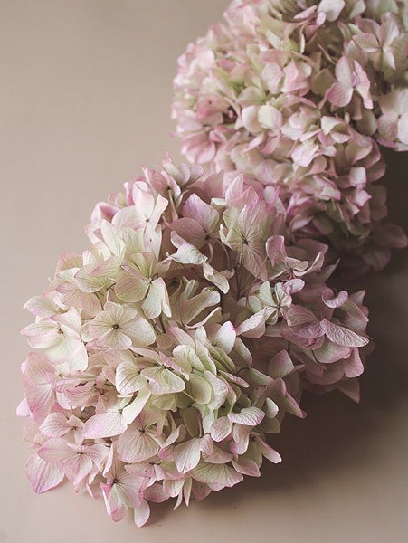 A7 プリザーブドフラワー ゆめアジサイ オレガノピンク まとめ売り
