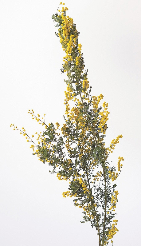 ��������. �ߥ⥶ N