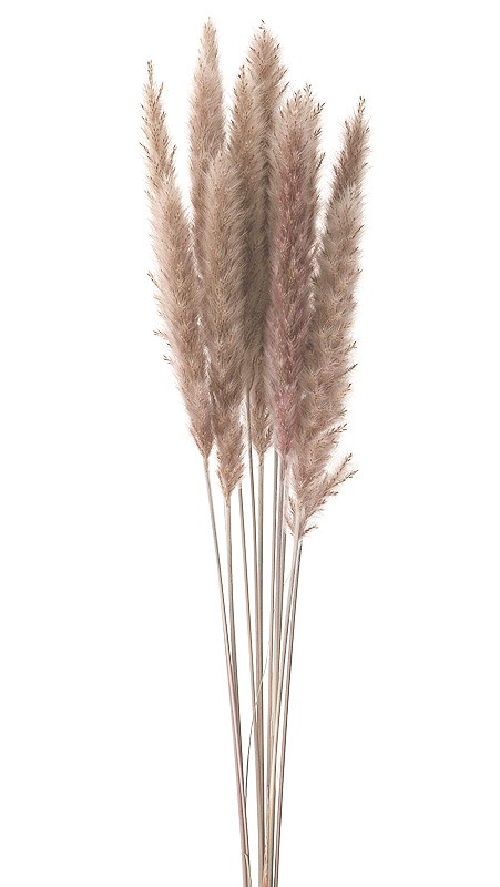 �������� �ơ���꡼�ɡ��ߥ� �ʥ�����١�����