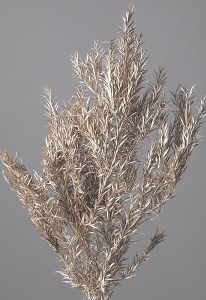 �������� �ƥ����ĥ꡼�ʥ��쥦���� �ץ���ʡ�