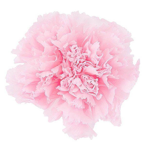 �������� �����͡������(8) ���㡼�٥åȥԥ�