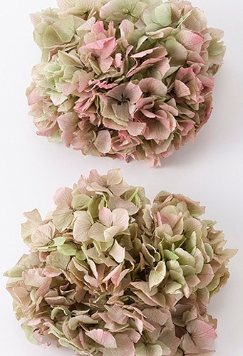 ��������. ������륢���������إå�(����ǡ�����󥫥顼) ���쥬�Υԥ󥯡�