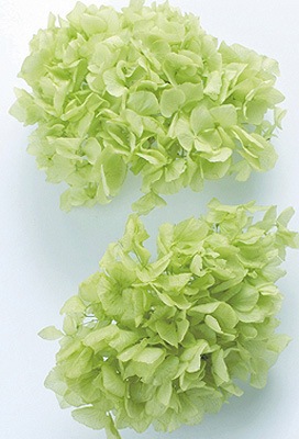 ��������. ������륢���������إå� ���ꥢ���꡼��