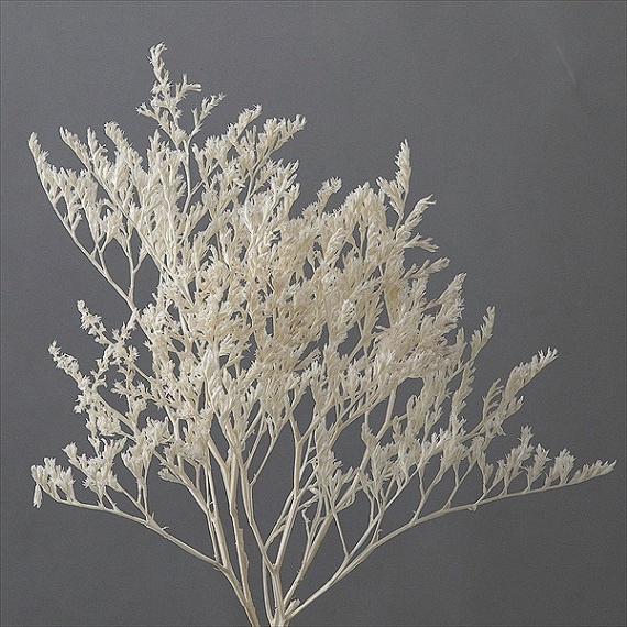 �������� �����ꥫ ���եۥ磻��