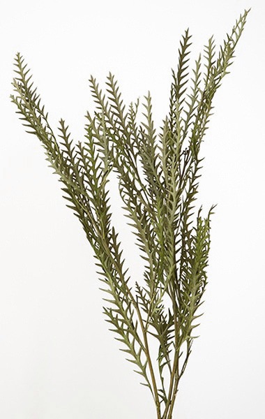 �������� ����ӥ쥢�������Х�ե��� ���꡼��