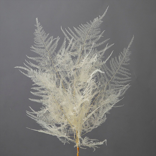 �������� �����ѥ鎥���硼�� ���եۥ磻��