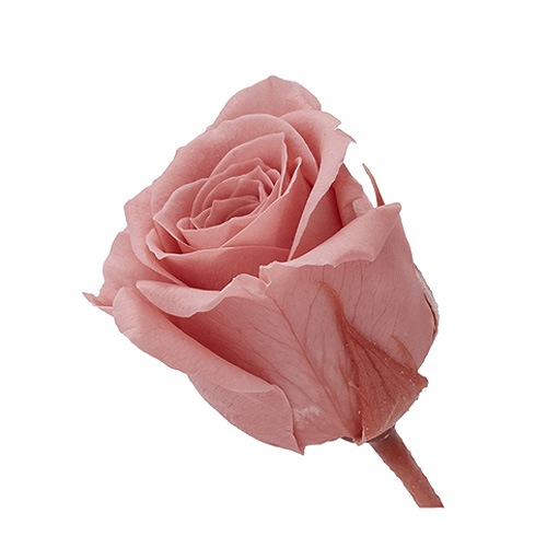 �������� �ӥӥ���(24) �ܥ�ܥ�ԥ�