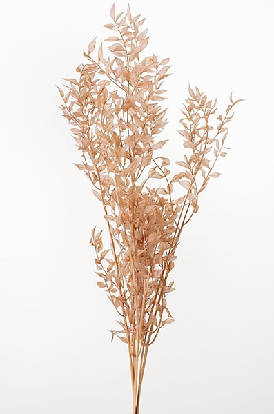 �������� �饹�������ץꥶ���֥� �ԥ󥯥١�����