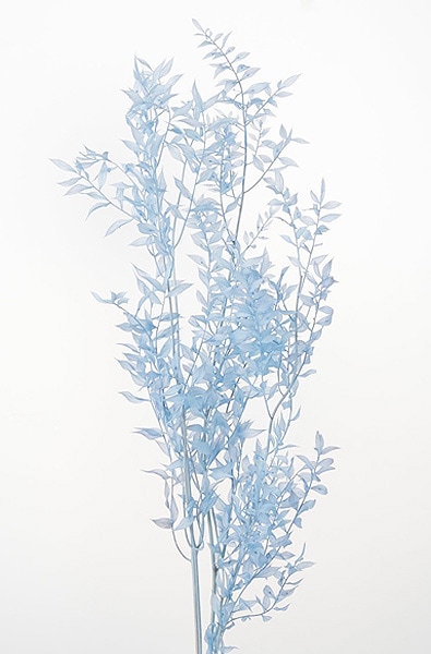 �������� �饹�������ץꥶ���֥� �٥ӡ��֥롼