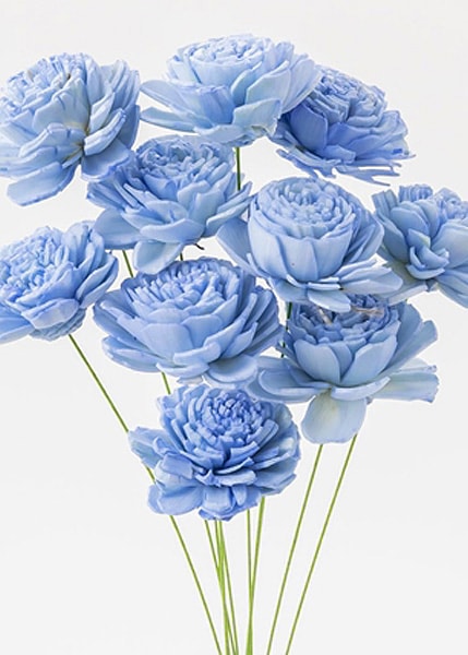 �������� �����顼���������� �٥ӡ��֥롼