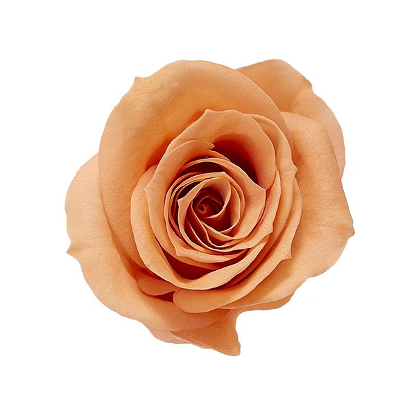 �������� ��������������(9) ����ȥ����