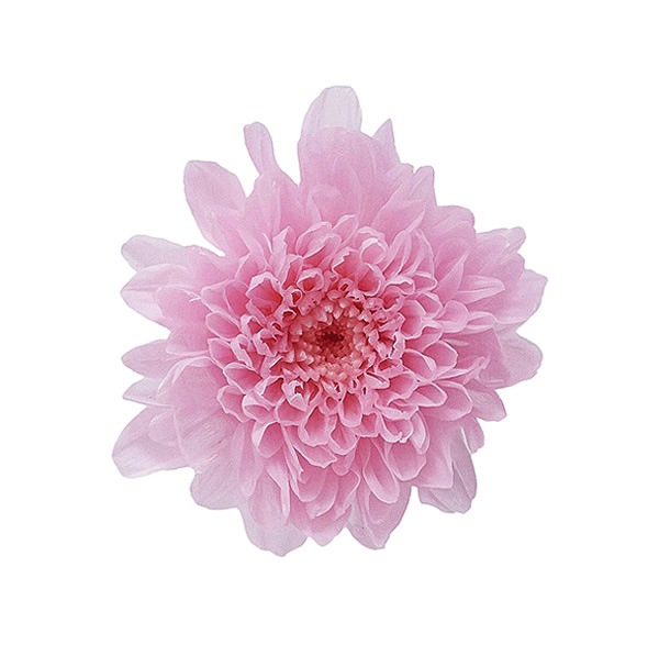 �������� ����(12) ���㡼�٥åȥԥ�