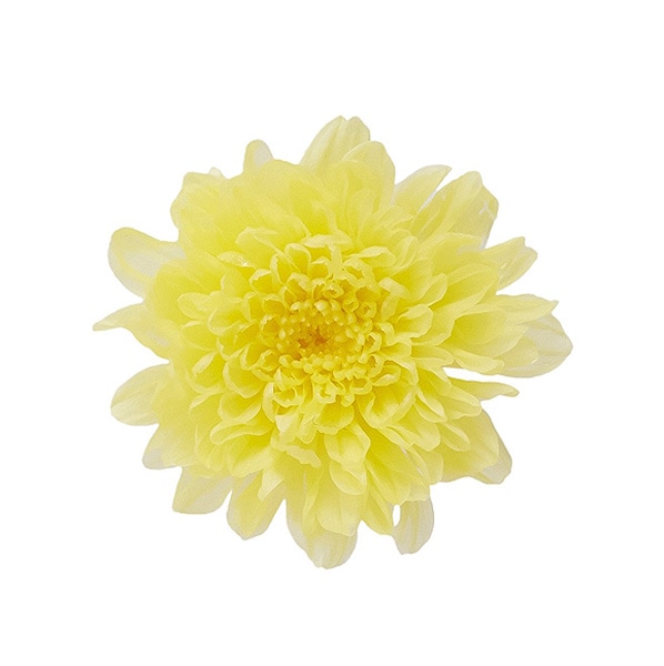 新品・5営業日で発送大地農園 EARTH MATTERS 小菊 モーニング