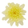 大地農園 ことね菊(6) モーニングイエロー