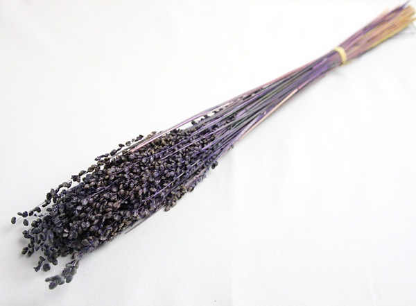 ��Outlet��Florever �֥꡼�� �ɥ饤���ѡ��ץ�