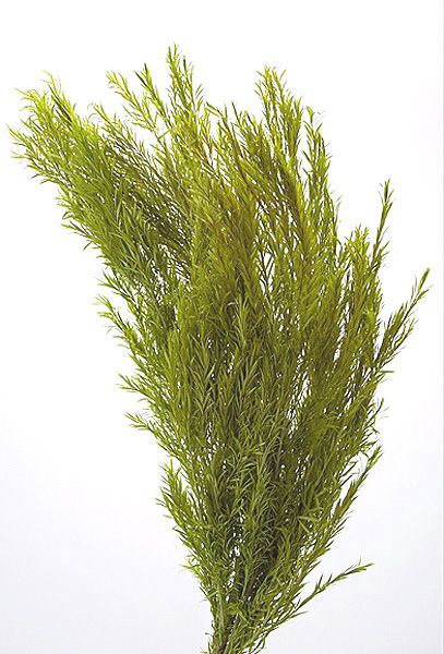 �������� �ƥ����ĥ꡼(���쥦��) �饤�॰�꡼��