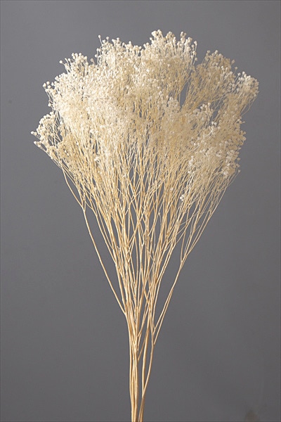 �������� ��꥽�˥� ���եۥ磻�ȡ�