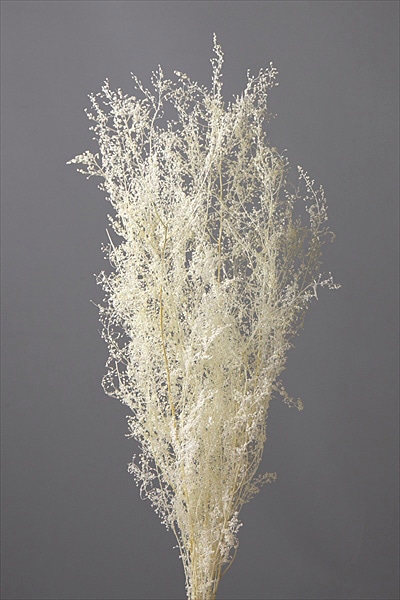 �������� �������饹 ���եۥ磻��