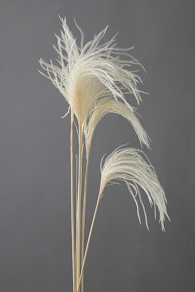 �������� �ߥ˥����� ��