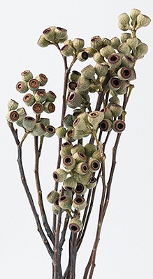 �������� ����С��ʥå� N