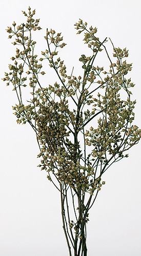 �������� �桼���ꎥ���������� N