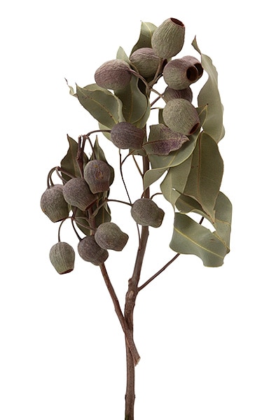 大地農園 ベルガム 葉付き N | 木の実・フラワー素材【ドライフラワー