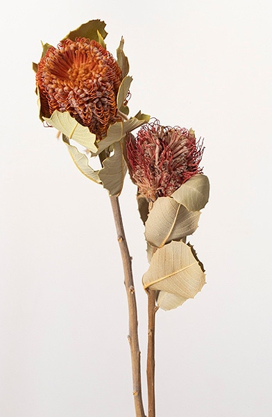 �������� �Х󥯥��� �����ͥ��� N