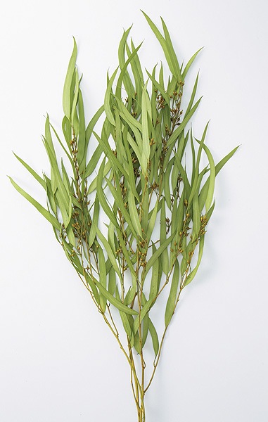 �������� �桼���ꡦ���������������� ���ץ�󥰥��꡼��