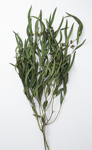 Evergreen forest wreathe〜エバーグリーン大きな森のリース