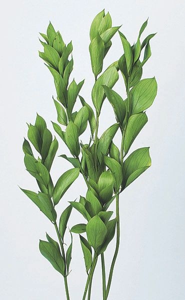 �������� �륹���������ǥ� �ե�å��奰�꡼��