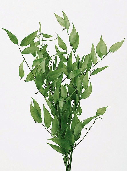 �������� �����ꥢ��륹���� �ե�å��奰�꡼��