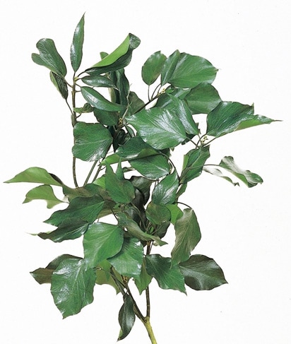 �������� �����ӡ����¤ʤ� ���꡼��