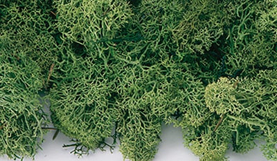 大地農園 プリザーブドフラワー アイスランドモス大箱 (約500ｇ入り) スプリンググリーン DO061073-780 大地農園 プリザーブドフラワー アイスランドモス小袋