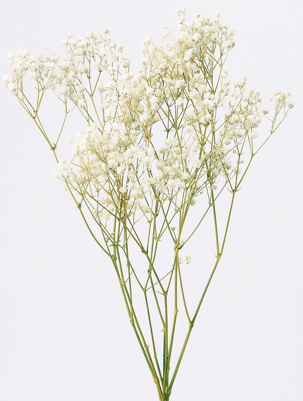 �������� ����ƥ������ץꥶ��������������