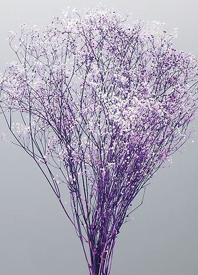 �������� �ߥ˥������𡦥ե��١��� �򡿥ѡ��ץ�