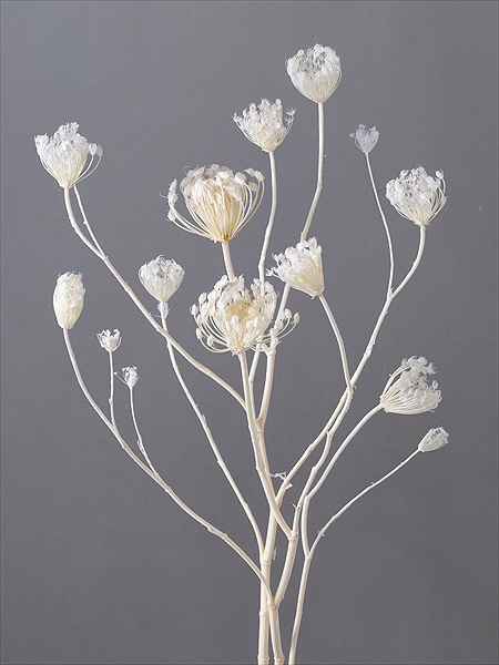 大地農園 ワイルドフェンネル オフホワイト | 木の実・フラワー素材