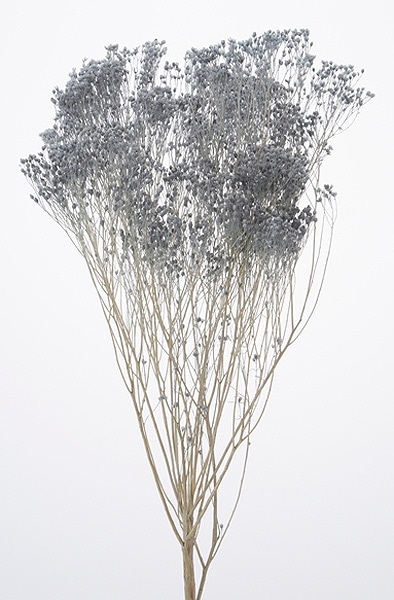 �������� ��꥽�˥� ���⡼�����֥롼