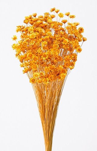 スターフラワーブロッサム　＊レッド　大地農園　☆ 大地農園 スターフラワー・ブロッサム レッド 卸価格