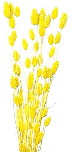 �������� �ݥ��ץ��� �ѥ��ƥ륤������