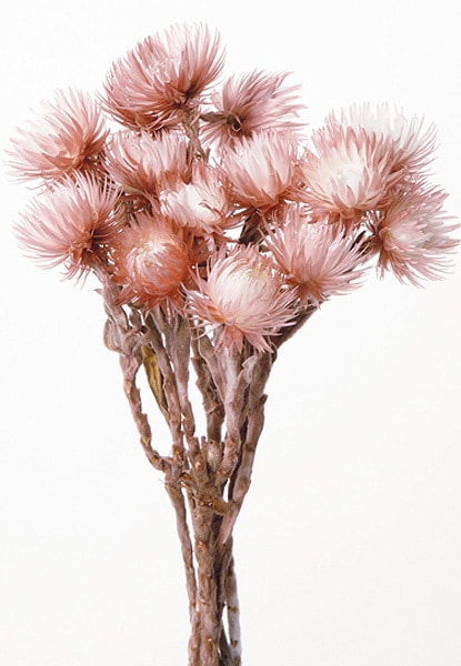 �������� ����С��ǡ����� �ġ��ȥ�⡼��