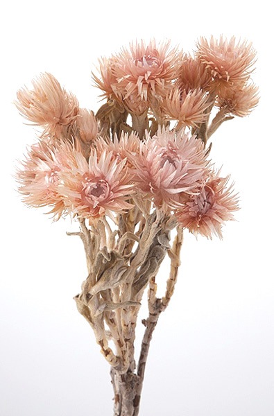 �������� ����С��ǡ����� �ԥ󥯥⡼��