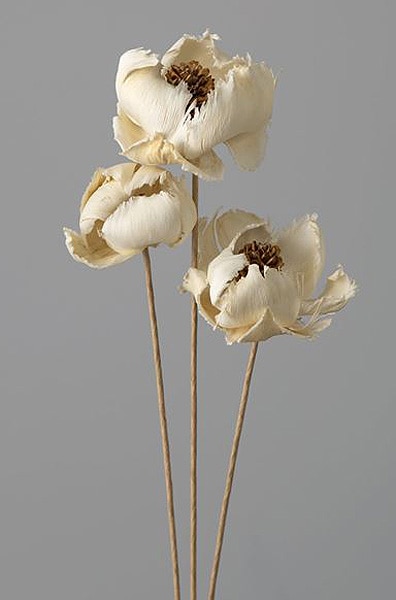 �������� �ѡ���ե� ��