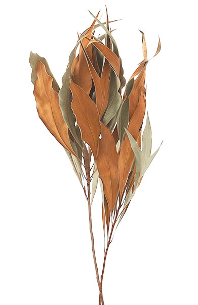 ドライ グレビレアゴールド 20本セット グレビレア・ゴールド