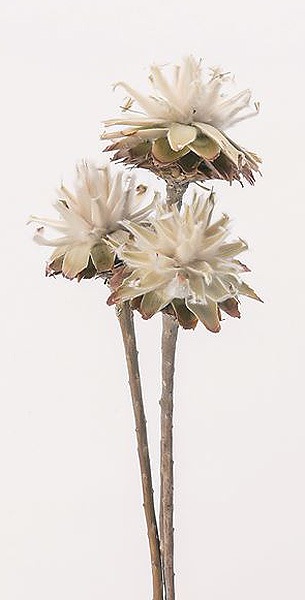 �������� �����������󥹥ƥ��� N