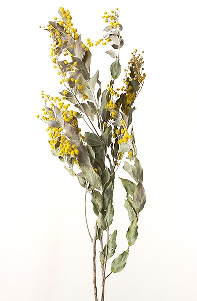 �������� �ߥ⥶���ǥ˥��ܡ��ǥ� N