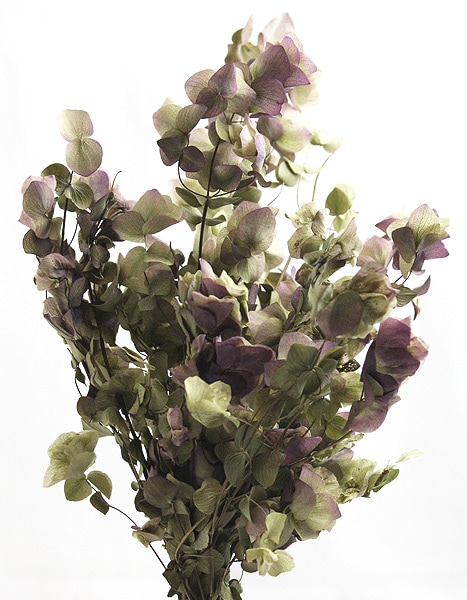 �������� ���쥬�Ρ�����ȥӥ塼�ƥ��� N