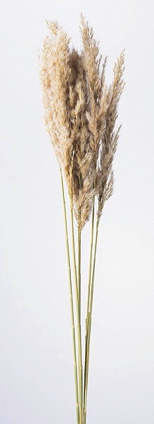 �������� �ץ롼��꡼�� �ʥ�����١�����